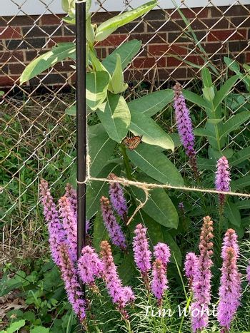 Near the foundation of a house there is a wildflower garden, Common Milkweed is in the background,  Liatris spicata - Blazing Star up front