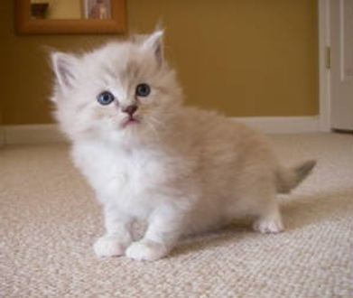 Cute Kitten Looking To The Right