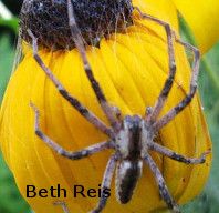 A huge spider hanging on to a Yellow Coneflower.