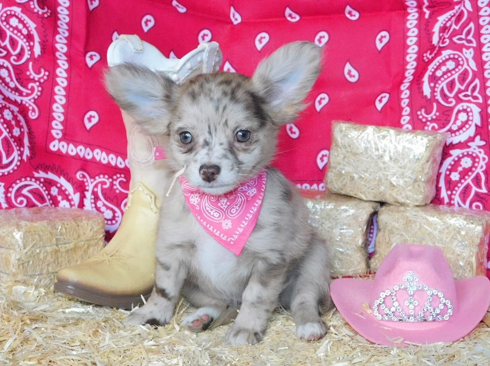 Chihuahua puppies for sale
Long coat chihuahua puppies for sale in Charleston, Arkansas