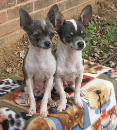 Arkansas Chihuahua puppies for sale
Long and short coat chihuahua puppies for sale