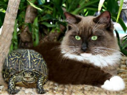 Cat And A Turtle