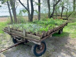 A Cart Full Of Plants