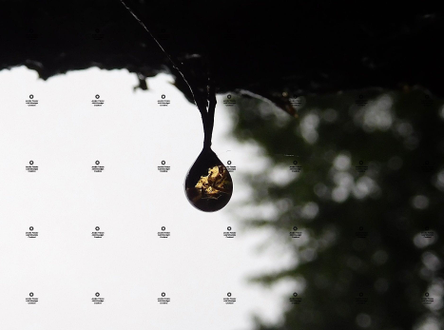 A photograph of a rain drop dripping down off the roof of a house by Jennifer Priester.