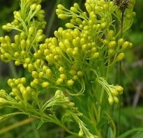 Ohio Goldenrod - Yellow flowers just starting to open. Reuven Martin - inaturalist.org - public domain. 