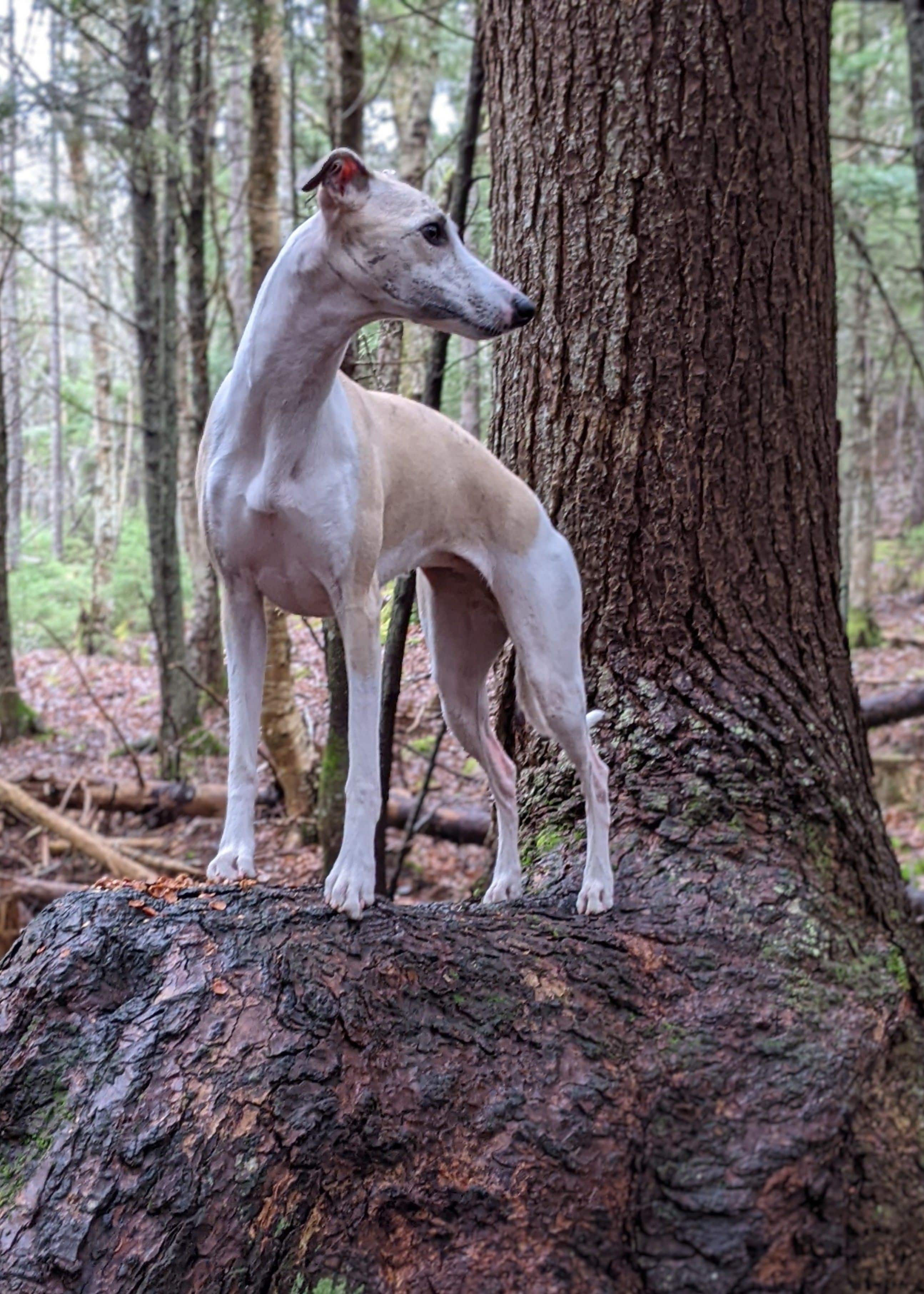 Whippet standing on a tree trunk