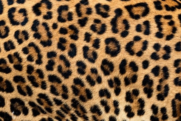 Close up of leopard fur with its circle spots.