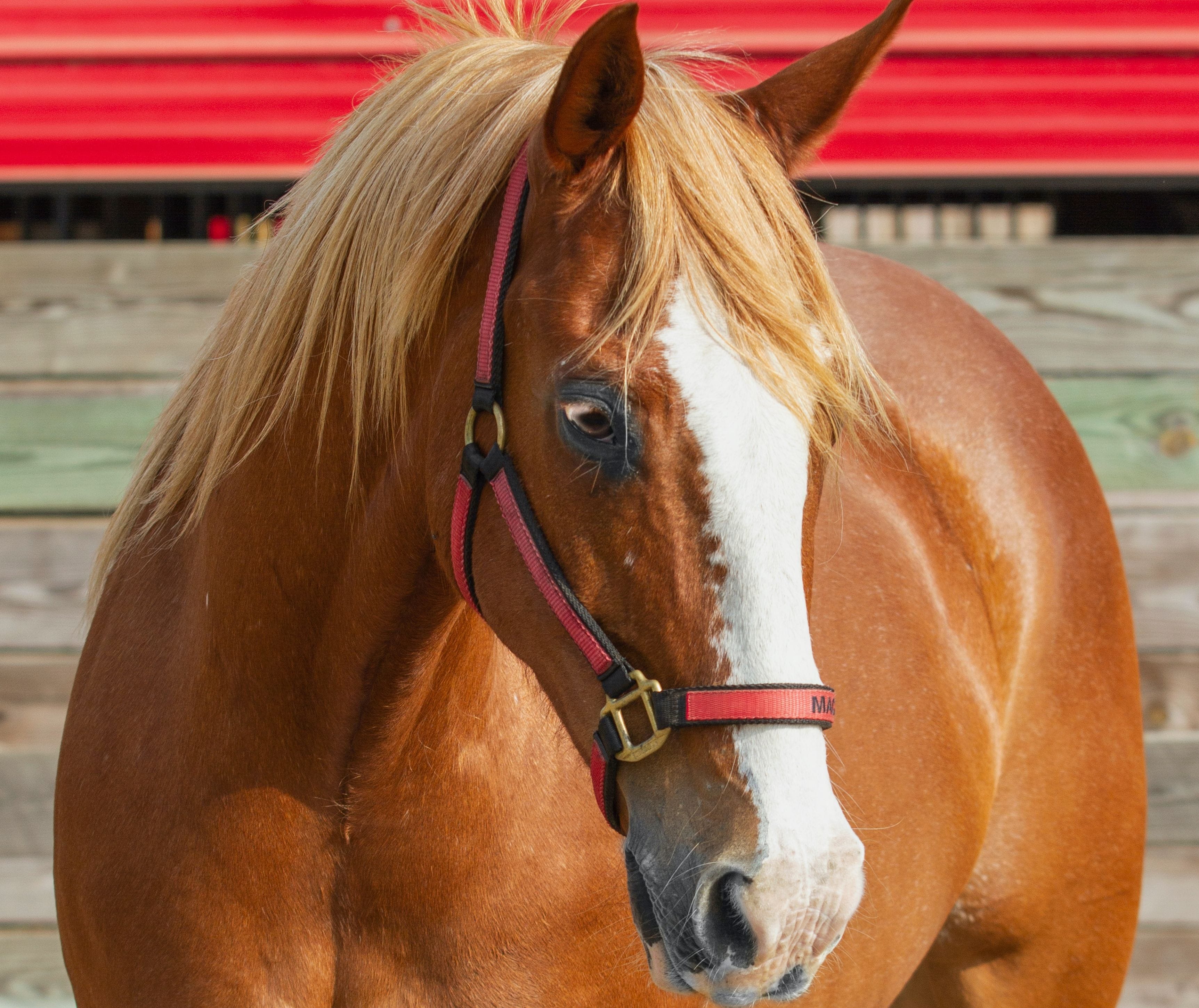 Mac is a lesson horse at J & S Performance Horses. He is a sorrel gelding with a blaze and flaxen mane, wearing a red and black halter with his name on it.