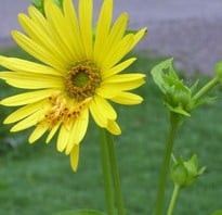 Silphium perfoliatum, Cup Plant, one large yellow flower with numerous petals, two unopened buds are in the right corner of picture.