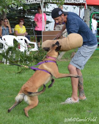Storm competing at the Dog Sports Open
