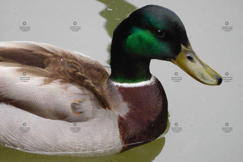 A photograph of a Mallard Duck by Jennifer Priester.