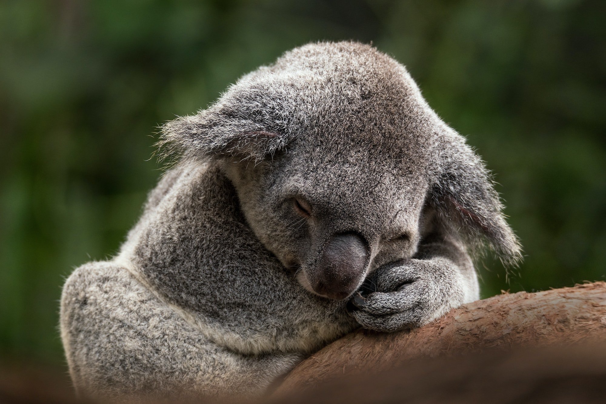 Koala Bear sleeping on a branch