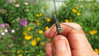 A dragonfly sitting on a womens hand. By Beth Reis