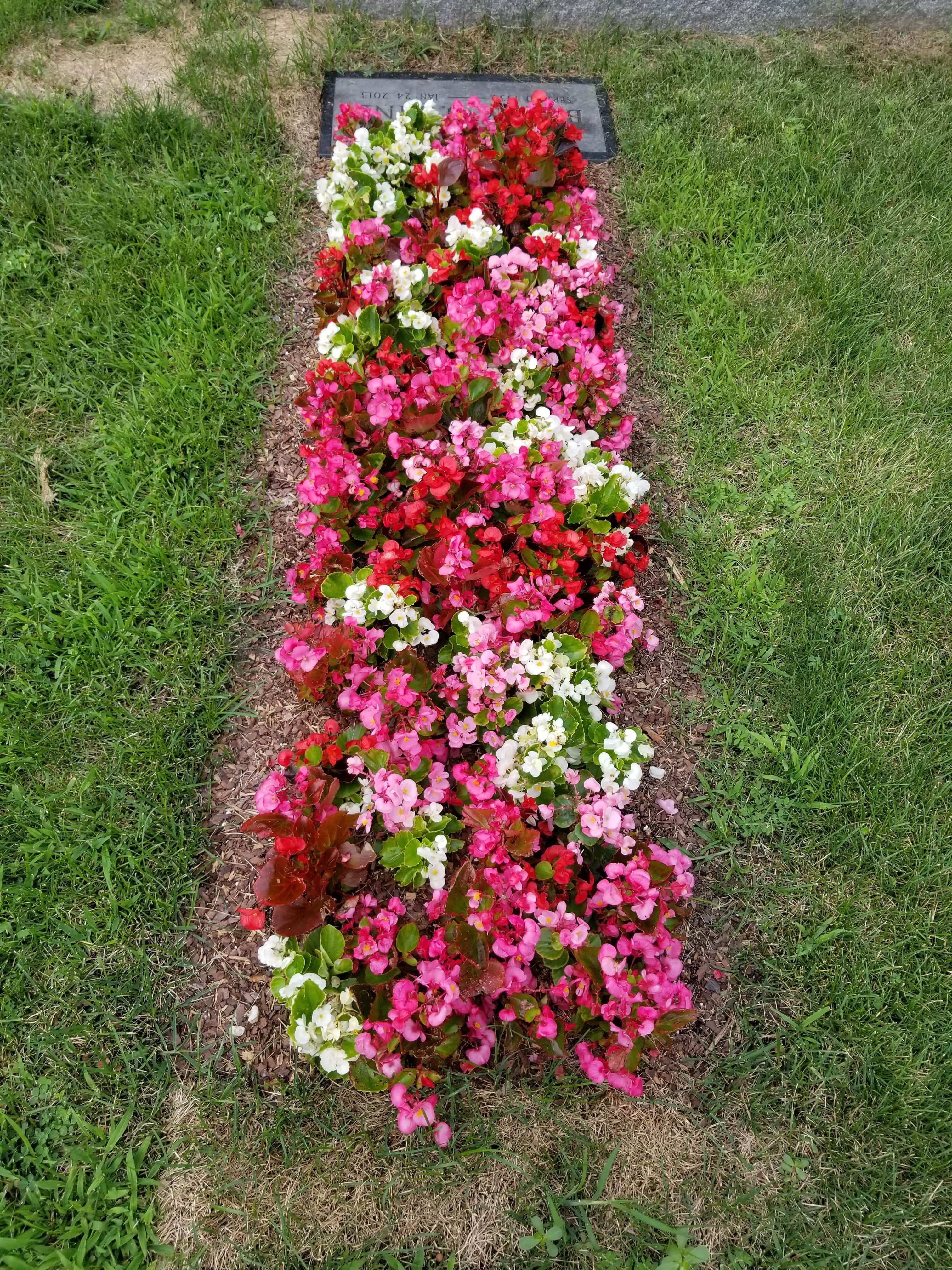 Begonias planted on a Memorial site at Memorial Park Cemetery