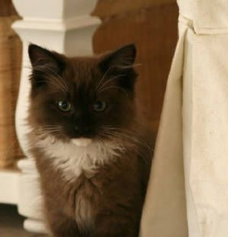 Darker Sepia Ragdoll