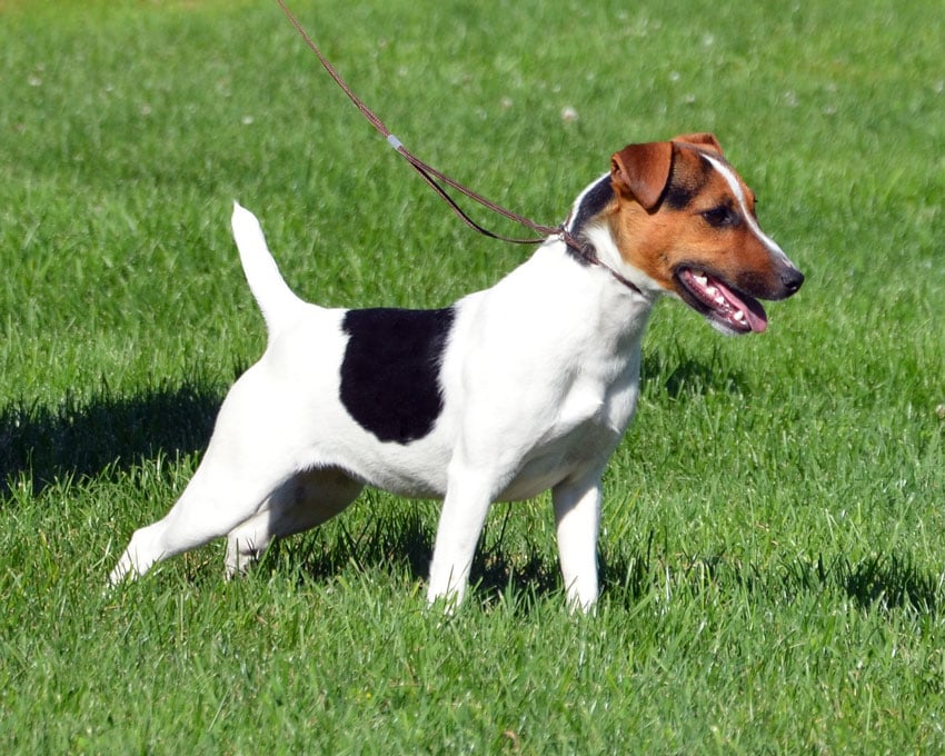 Parson Russell Terrier "Rotten" at Cher Car Kennels