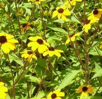what looks like a seas full of yellow flowers with dark brown centers are Rudbeckia triloba , Brown Eyed Susan's.