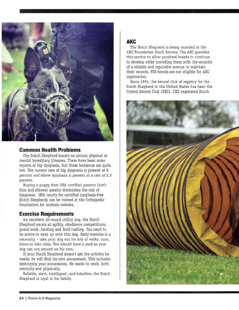 Dutch Shepherd Meet the Breed article page 5