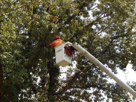 Tree Cleaning  services