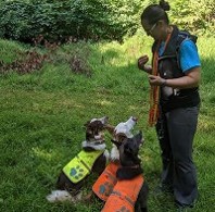 A young lady in the woods teaching three small dogs who are wearing bright vests to sit