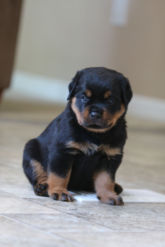 Rottweiler Breeders - Rottweiler Puppies for sale Serbia