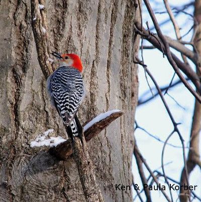 A woodpecker with a red head and almost zebra like stripes sits clings to a tree with its back to the camera
