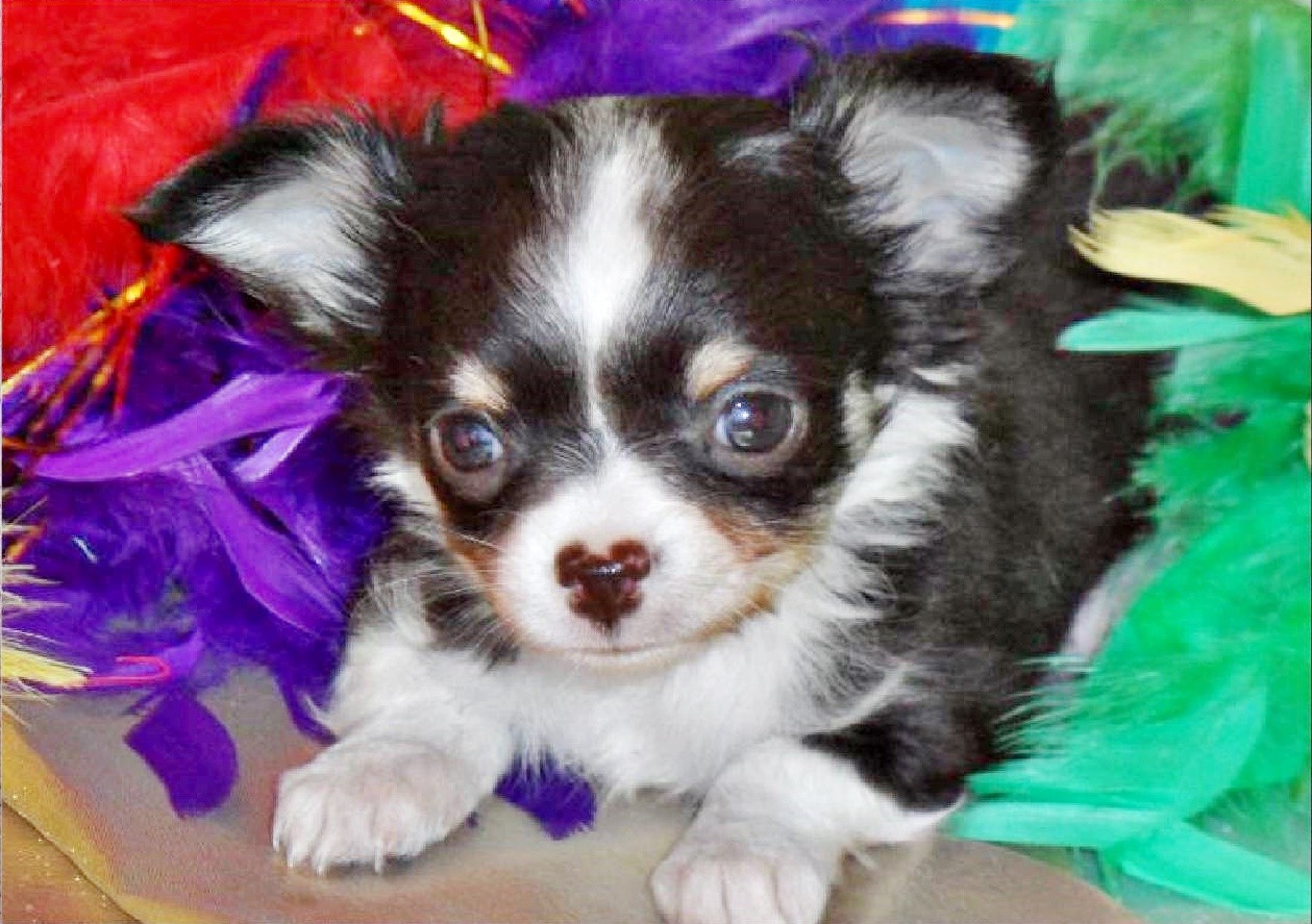 Arkansas Chihuahua breeder
Merle Chihuahua breeder  Long and short coat Chihuahua puppies for sale