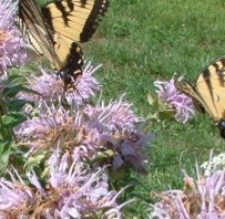 Two large Swallowtail Butterflies that are yellow and black are resting on Wild Bergamot flowers. These flowers are pale lavender, have frilly edges.