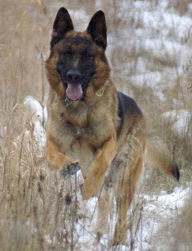 German Shepherd personal protection dog