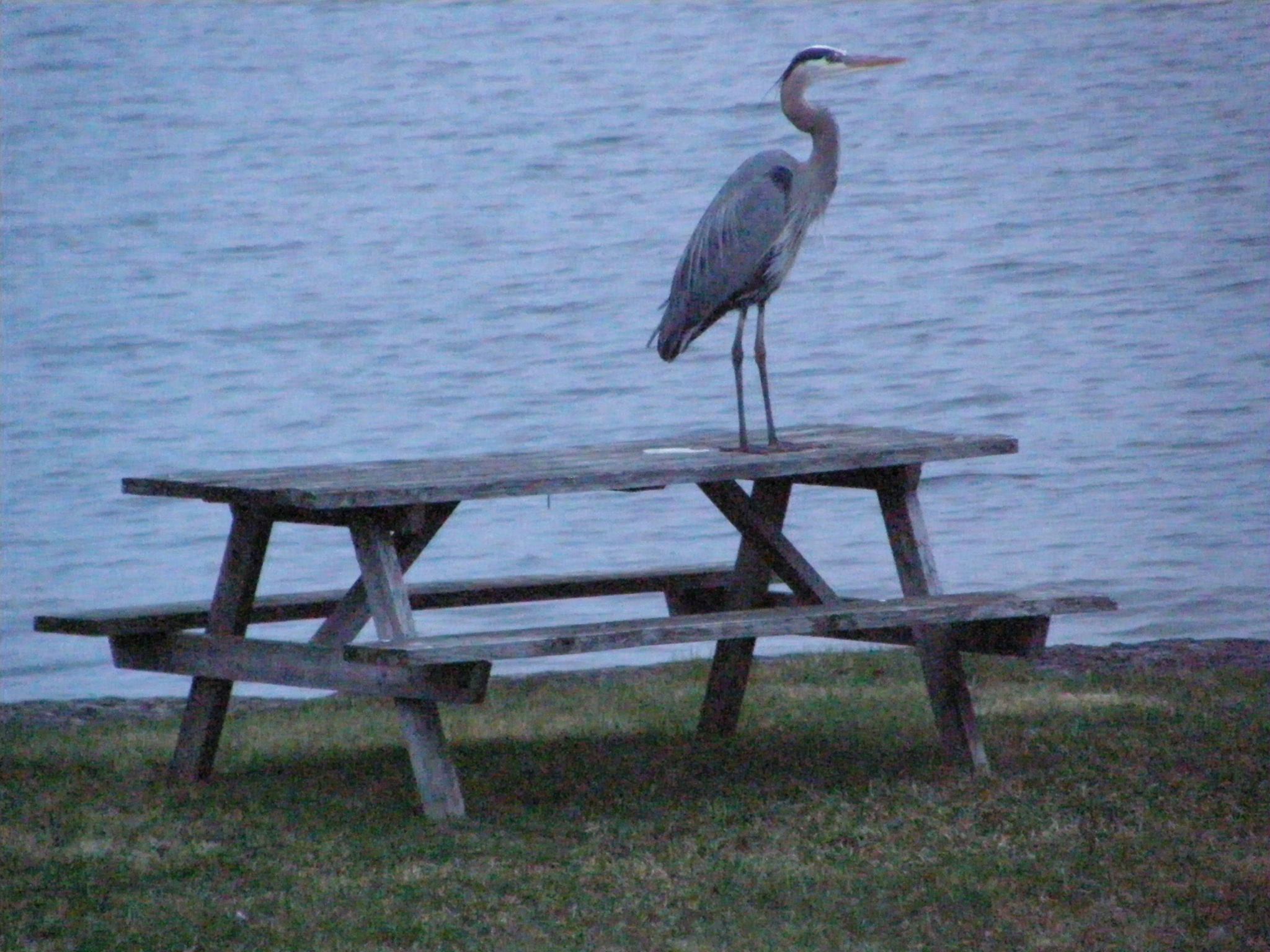 Egret Standing on a Bench
