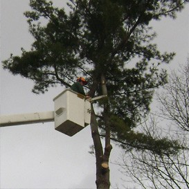 Worker Trimming Trees