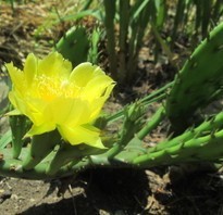 Bright yellow flower of Opuntia humifusa, Eastern Prickly Pear Cactus is the only native cactus in Ohio