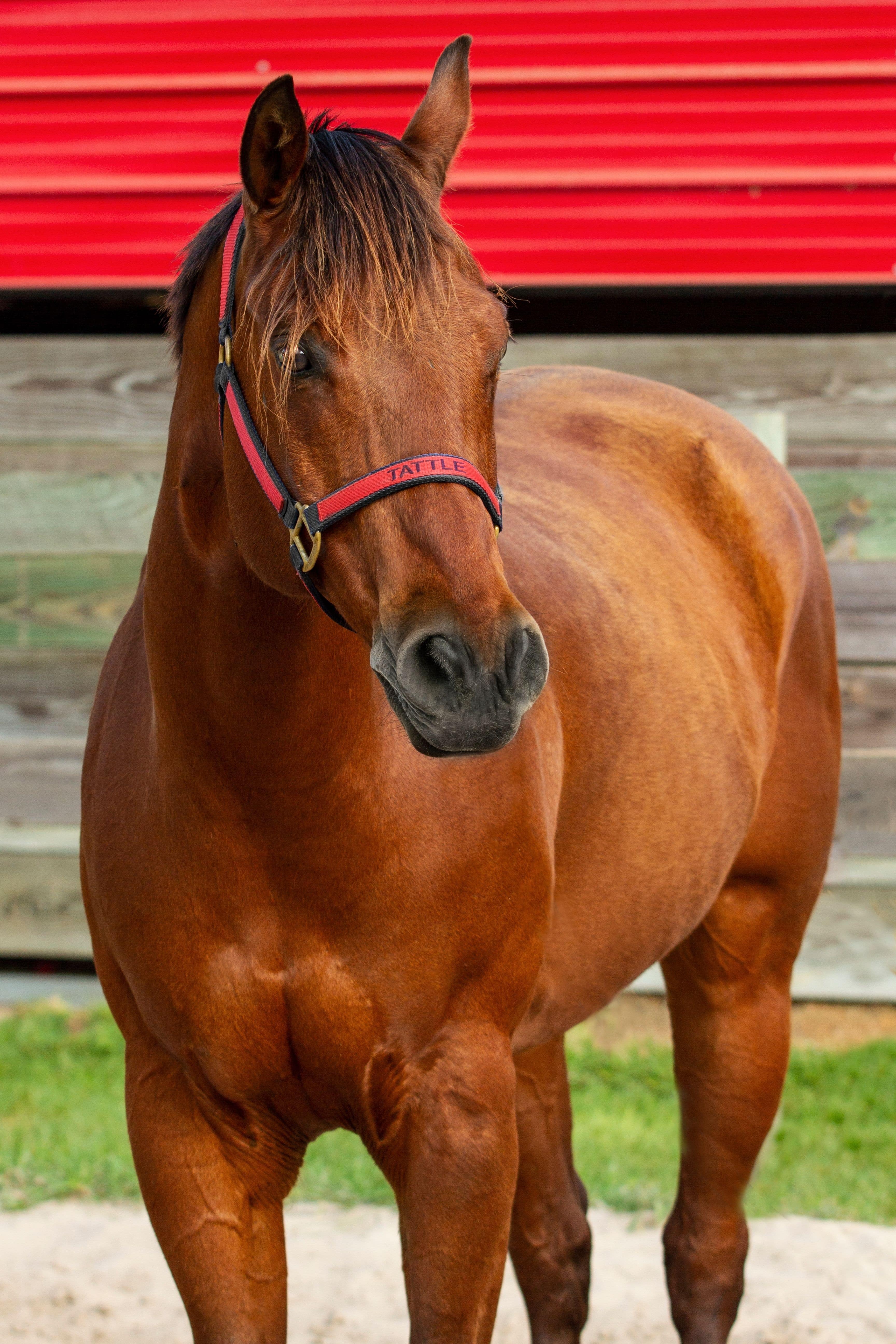 Tattle is a Western and English lesson horse at J & S Performance Horses. He is a bay gelding, wearing a red and black halter with his name on it.