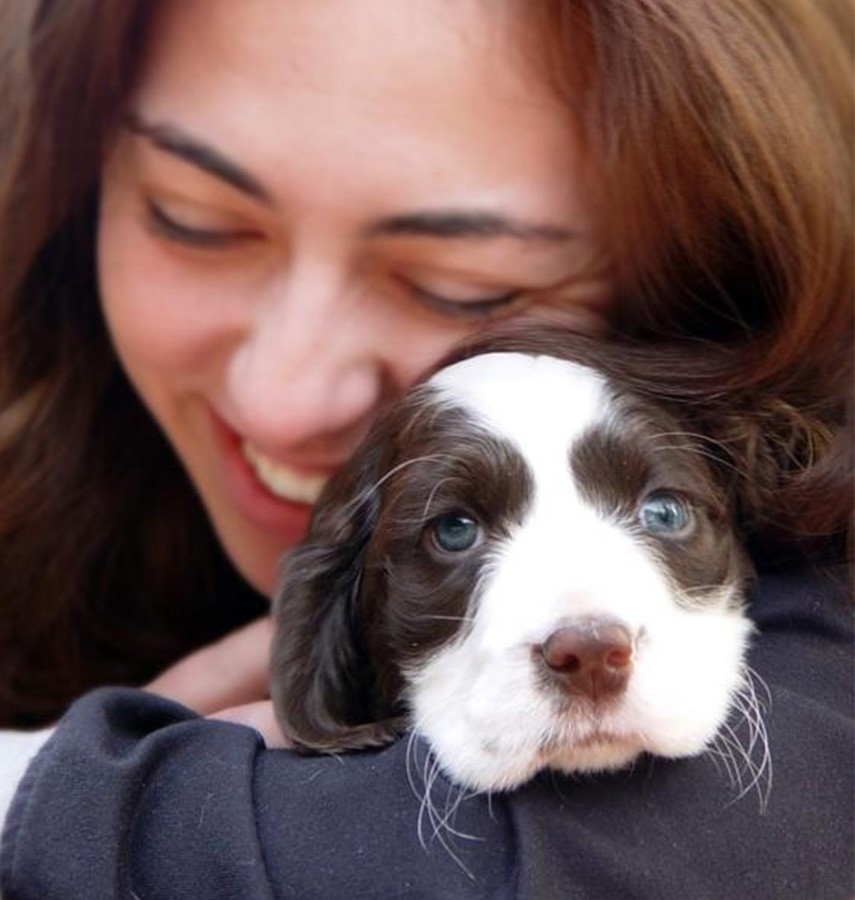 Cavalier King Charles Spaniel Puppy Hugged By A Woman