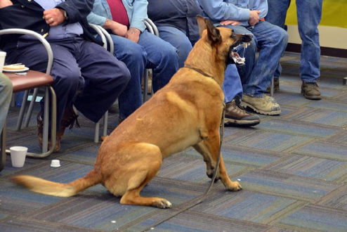 The use of live dogs gives the attendees a chance to study and learn dog behavior up close. (Love the drool Mako!)