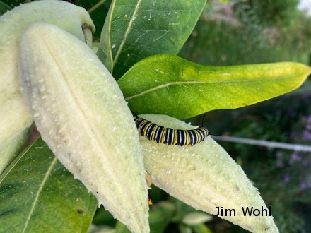 Monarch Butterfly Caterpillar on Common Milkweed. By Jim Wohl