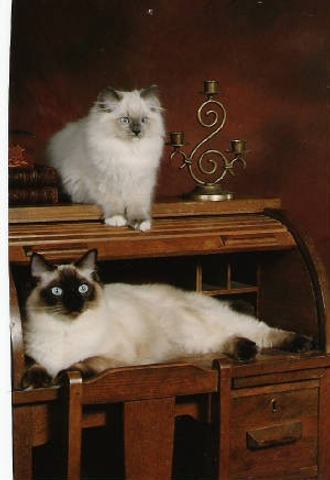 Two Ragdoll Cats On A Wooden Table