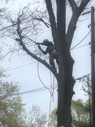 Tree Cleaning  services