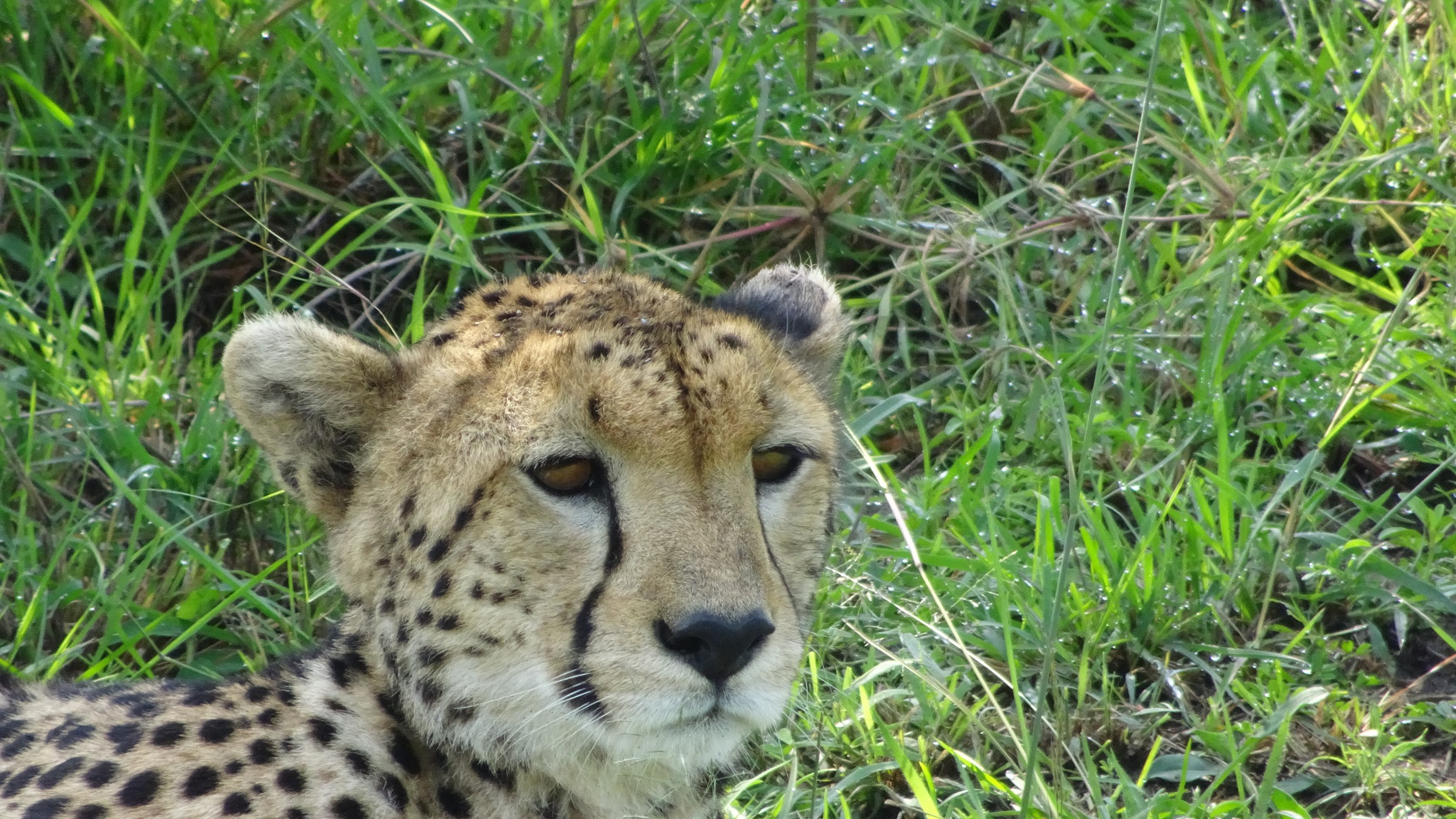 A cheetah resting on the savanna in Kenya.