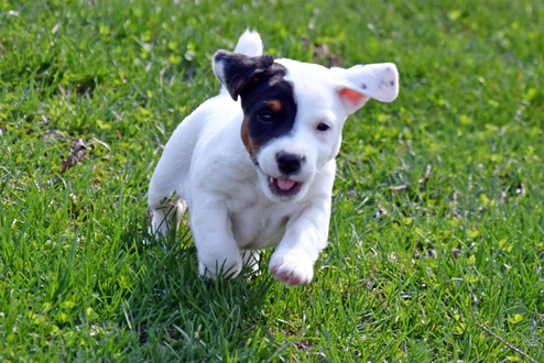 Parson Russell Terrier puppy