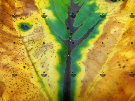 A leaf with green, yellow, black, and burnt orange in it by Jennifer Priester.