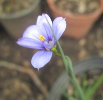 Sisyrinchium albidum - Common Blue-eyed Grass, small delicate flower that is a cloudys sky blue on a pencil thin stem, the center is yellow.