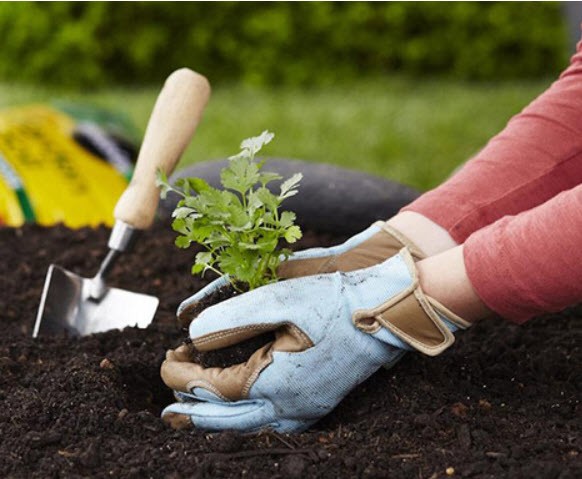 Gardening Twice A Week Improves Wellbeing And Relieves Stress