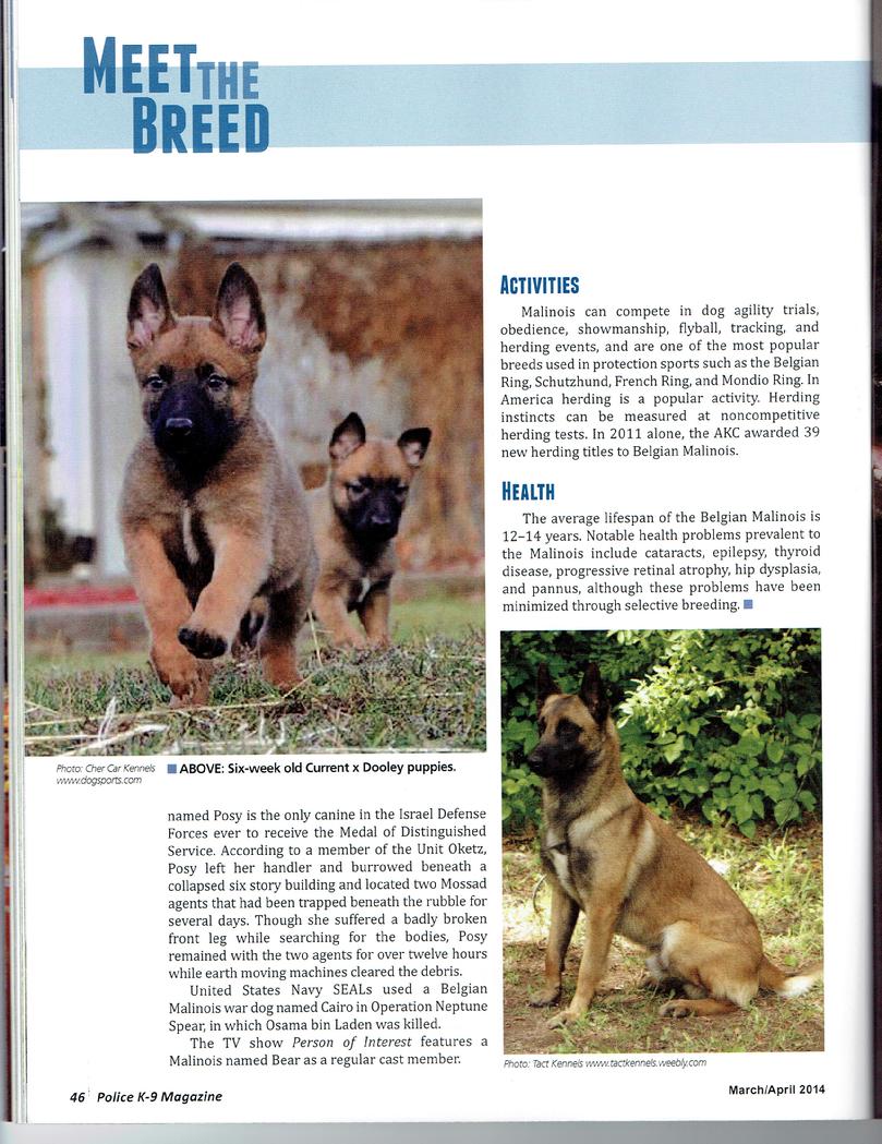 Meet the Breed Belgian Malinois page 3