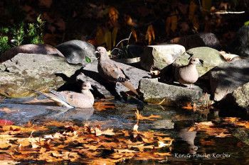 Three gray birds which are Morning doves are splashing around in a small pond that is covered with leaves and has rocks around perimeter 