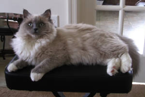 Ragdoll Cat On A Chair