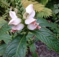 One can tell the Turtlehead Plant is happy as the leaves are bright green and the flowers are white with pink tips