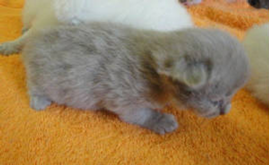 Gray Baby Sepia Ragdoll