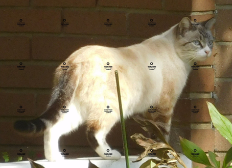 A photograph of a light colored cat by Jennifer Priester.