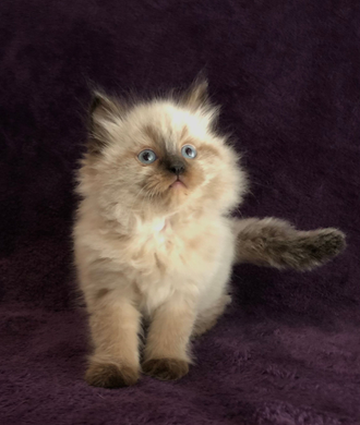 Ragdoll Kitten Looking Right